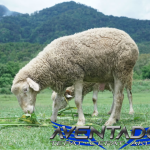 Prediksi Togel SDY 17 September 2026