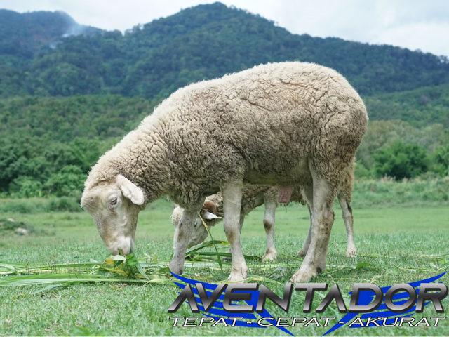 Prediksi Togel SDY 17 September 2026
