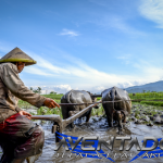 Prediksi Togel SDY 19 September 2026
