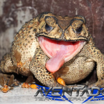 Prediksi Togel SDY 5 Oktober 2026